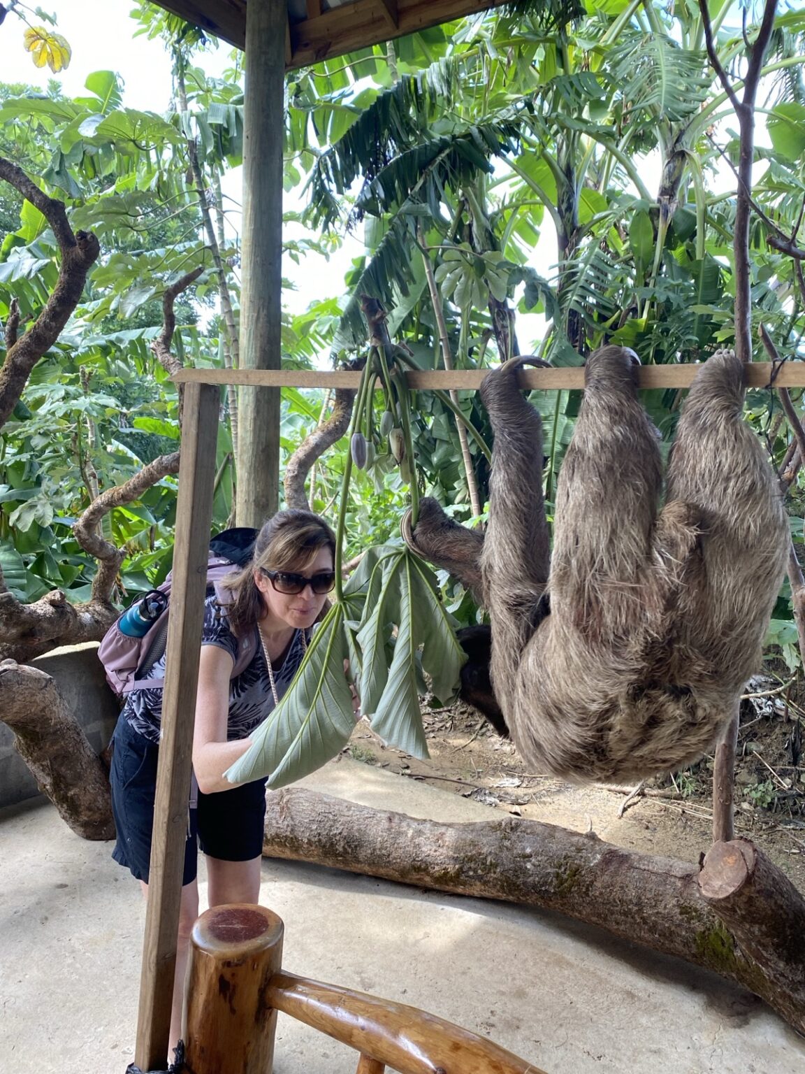 Faultier auf Baum in Roatan Honduras