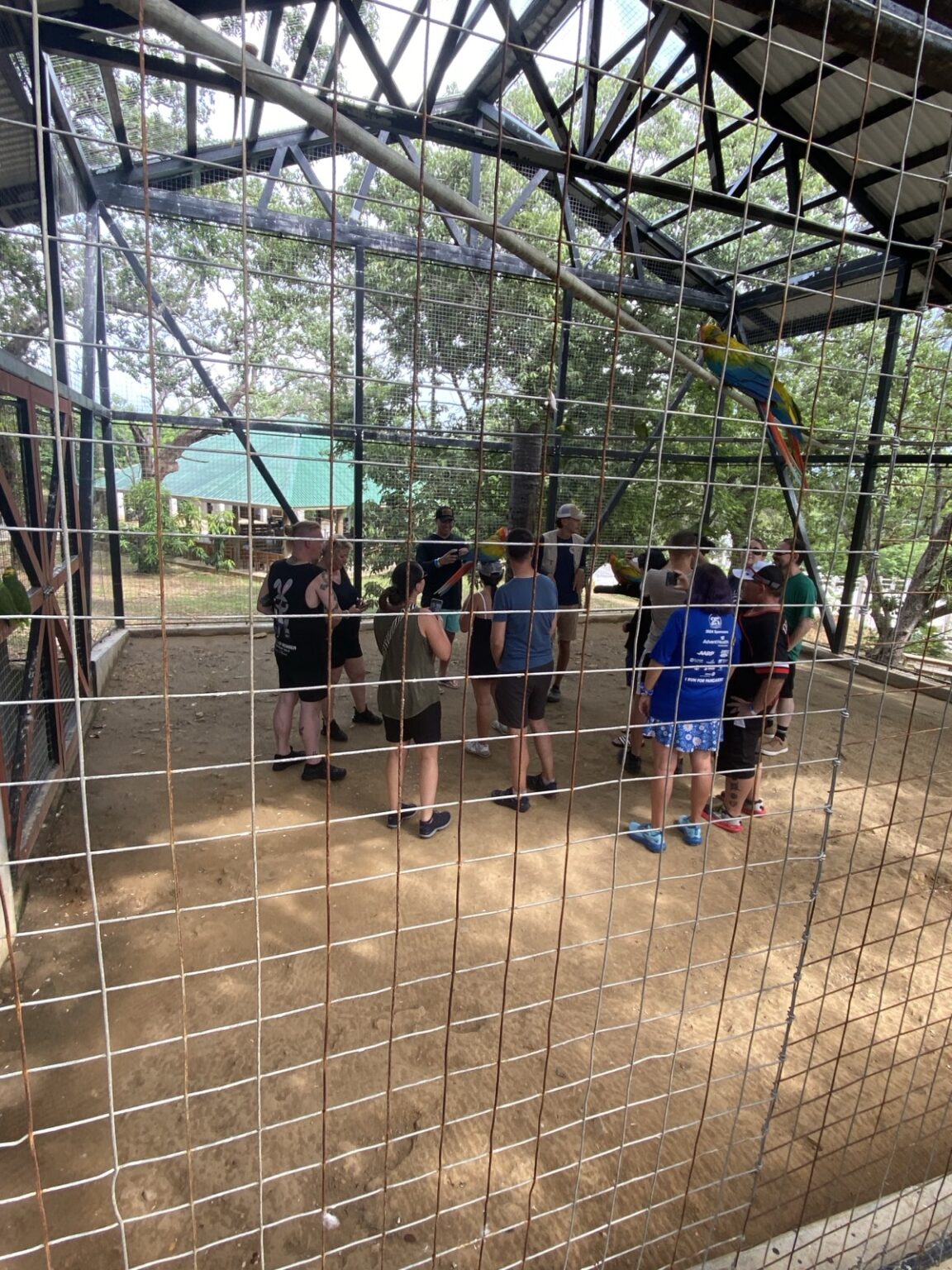 Daniel Johnson's Monkey and Sloth Hang Out Roatan