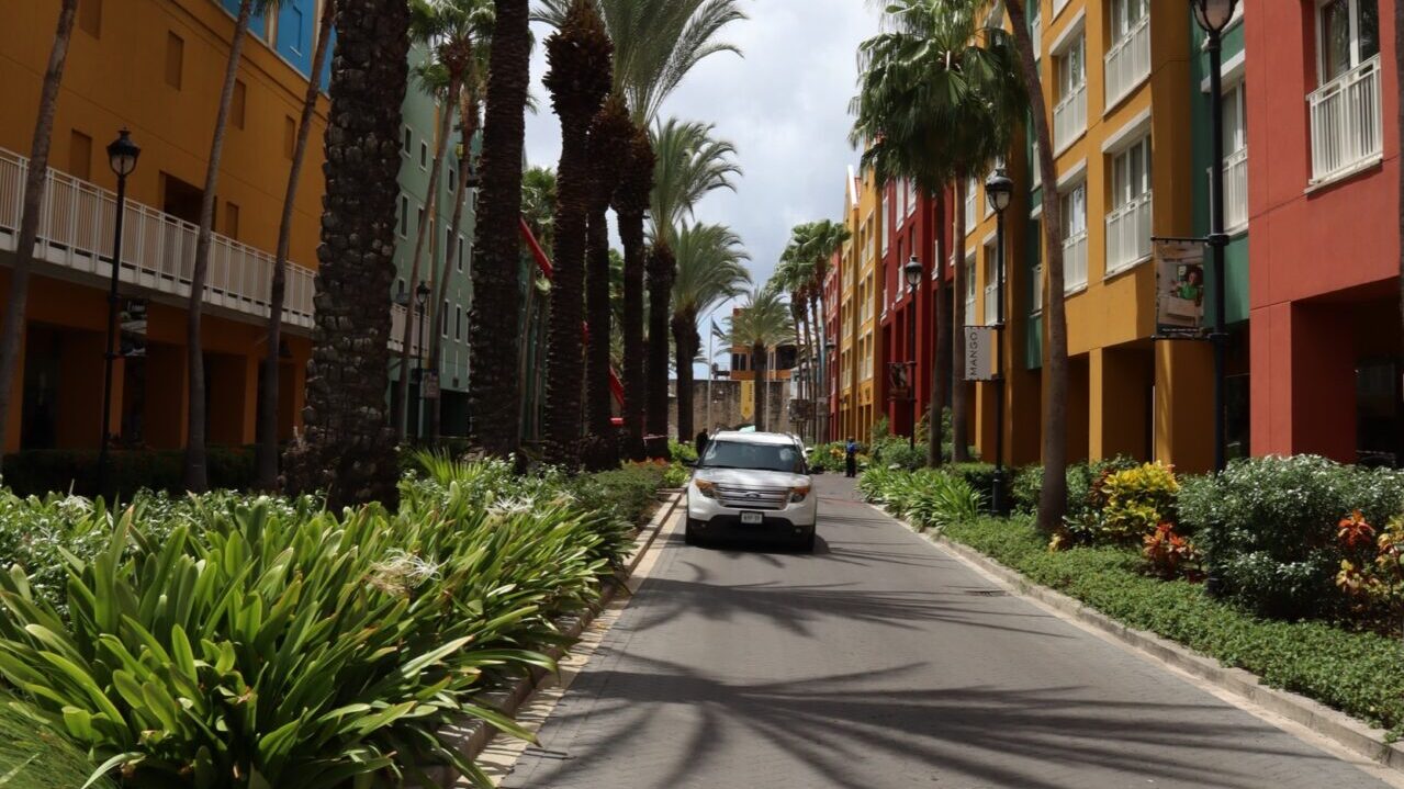 Palmenallee mit Auto