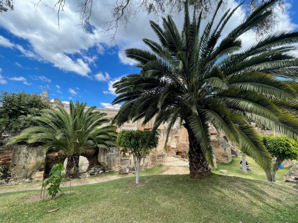 Palmen in Saint Johns auf Antigua