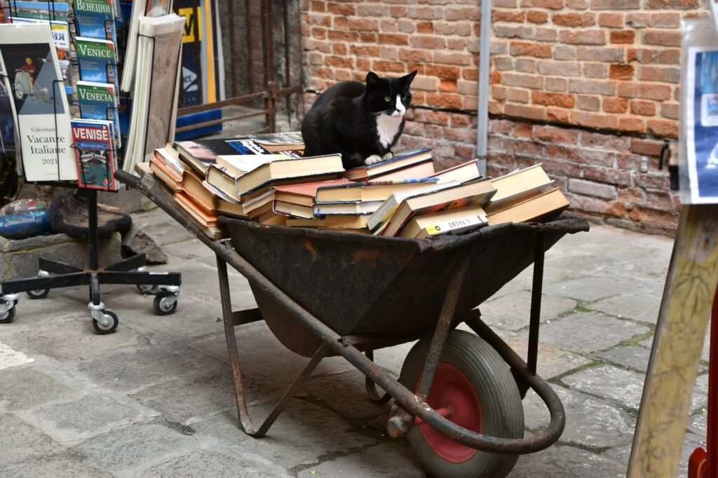 Katze sitzt auf Bücker vor der Libreria Acqua Alta in Venedig