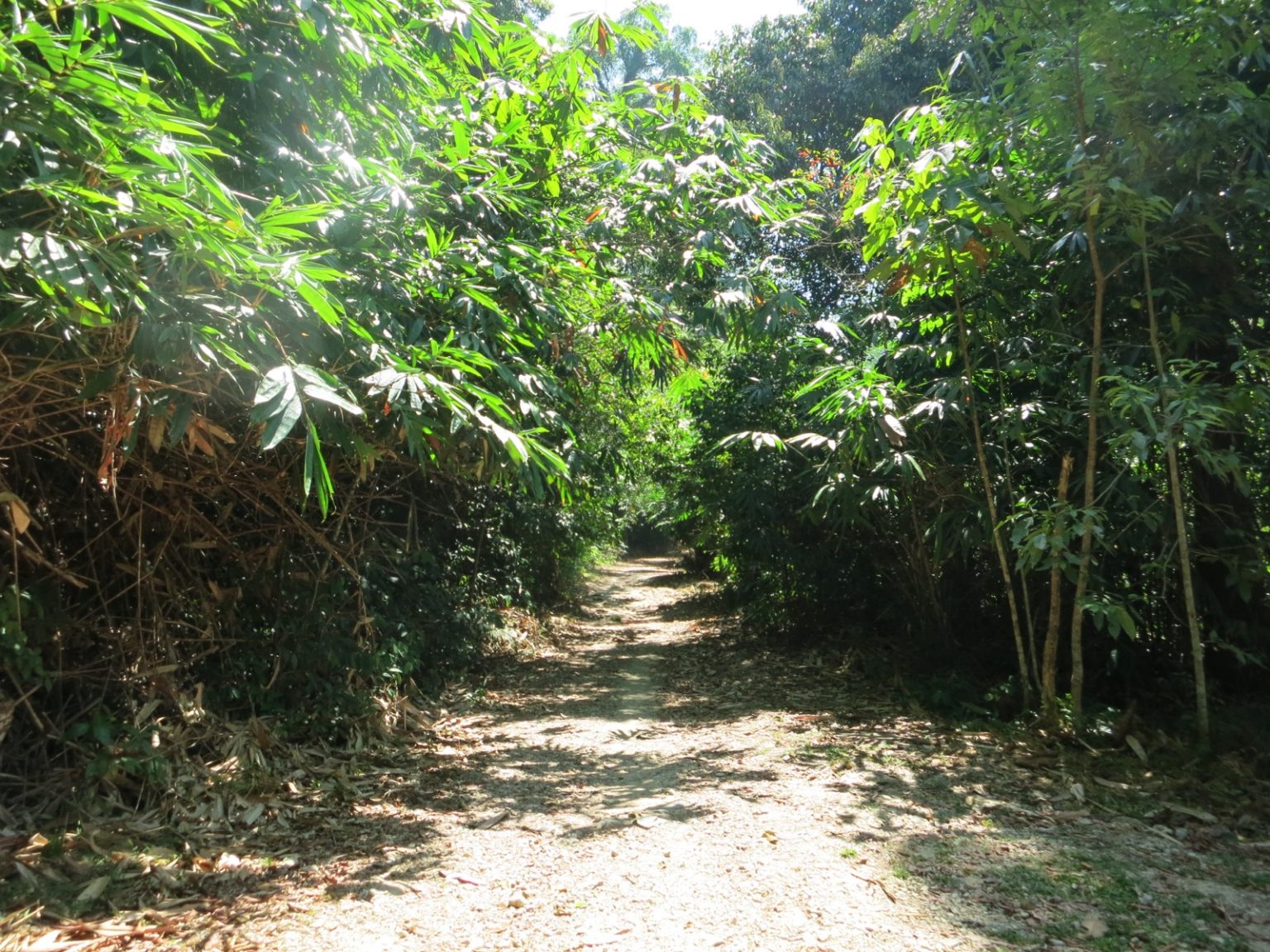 Wanderweg zum Wasserfall auf Khao Lak
