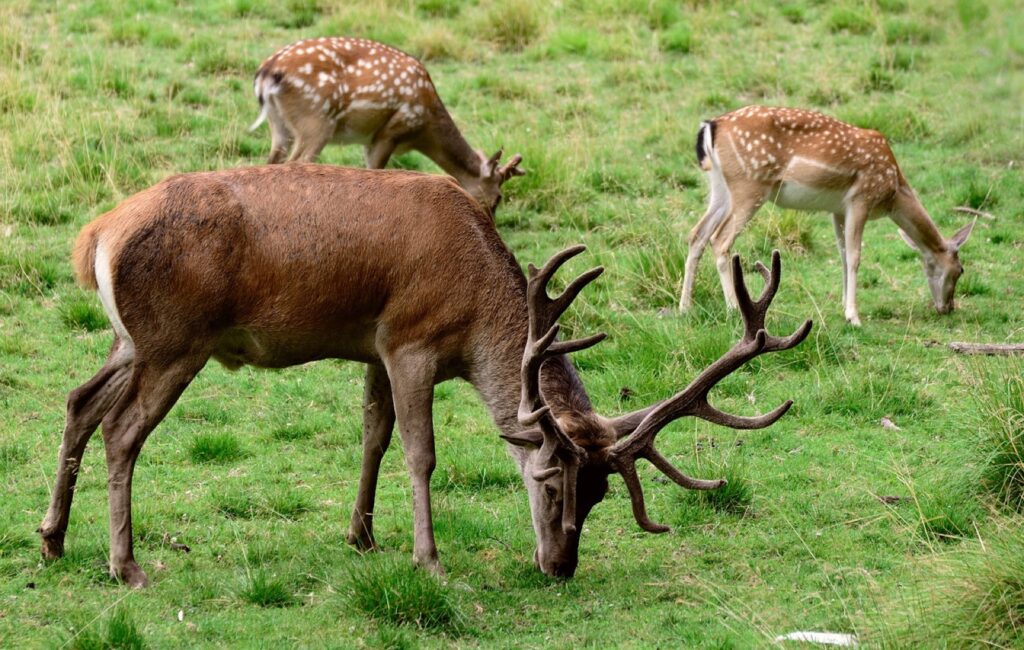 Wildpark Schwarze Berge
