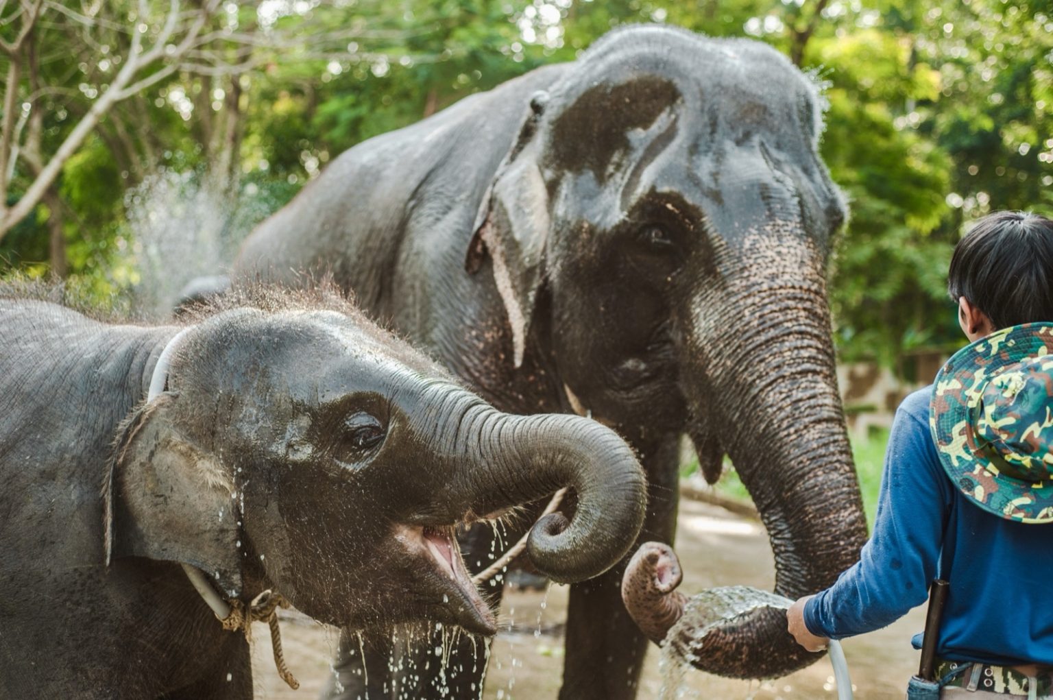 Samui Elephant Sanctuary, Koh Samui